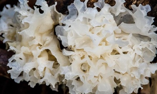 非洲利卡西是哪个国家的品牌-【卡利是什么植物】卡利亥特是哪座城市 - 非洲卡利特果的功效网